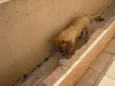 Laika