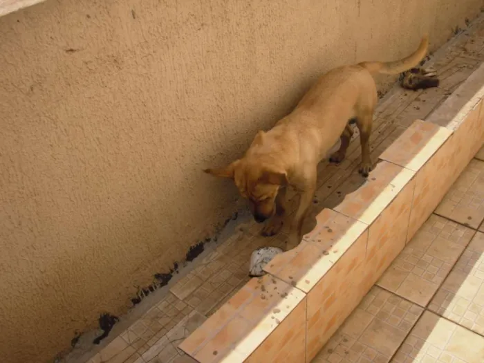 Cachorro ra a SRD idade 2 anos nome Laika