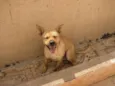 Laika