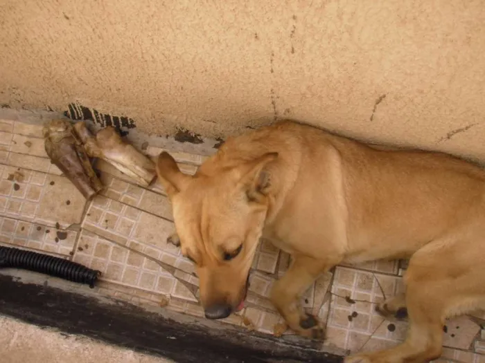 Cachorro ra a SRD idade 2 anos nome Laika