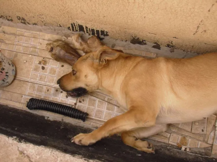 Cachorro ra a SRD idade 2 anos nome Laika