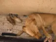 Laika