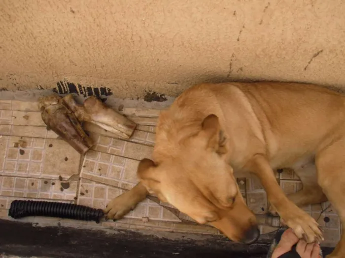 Cachorro ra a SRD idade 2 anos nome Laika