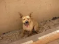 Laika