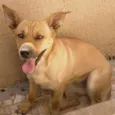 Laika