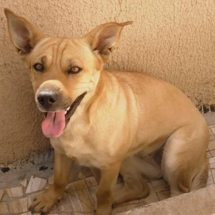 Cachorro ra a SRD idade 2 anos nome Laika