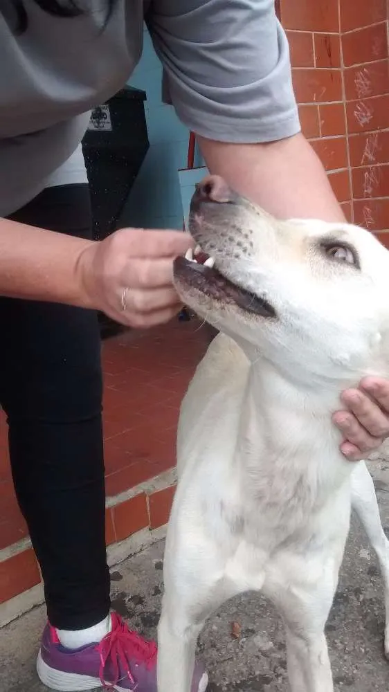 Cachorro ra a Mestiço labrador idade 7 a 11 meses nome Não tem