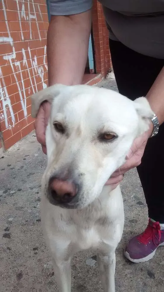 Cachorro ra a Mestiço labrador idade 7 a 11 meses nome Não tem