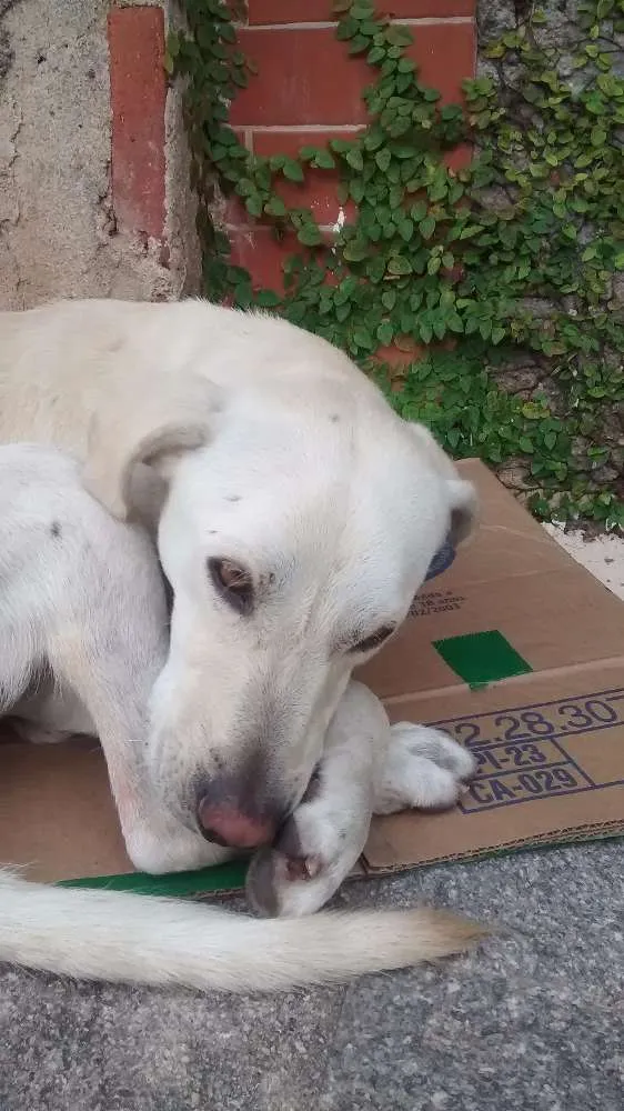 Cachorro ra a Mestiço labrador idade 7 a 11 meses nome Não tem