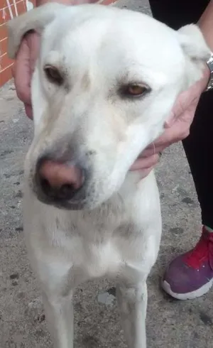 Cachorro raça Mestiço labrador idade 7 a 11 meses nome Não tem