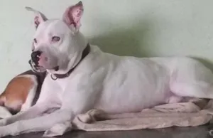 Cachorro raça Pit-Bull idade 3 anos nome Ryder