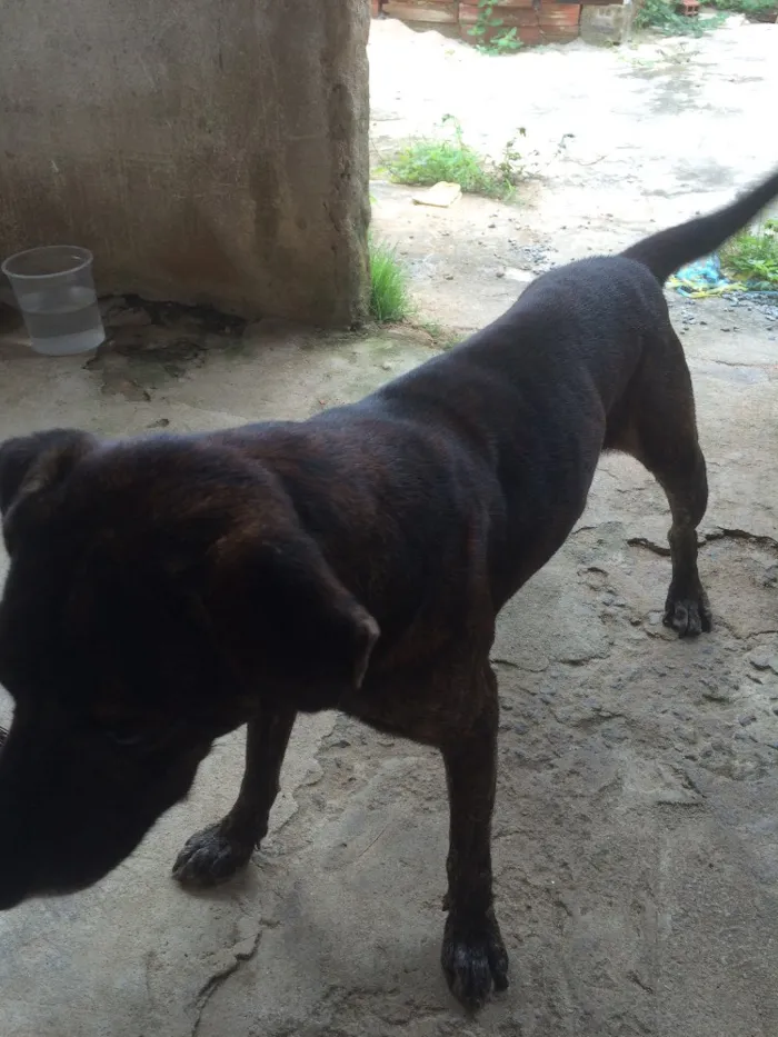 Cachorro raça Vira lata  idade 6 ou mais anos nome Tody