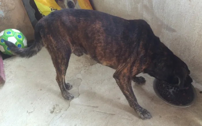 Cachorro raça Vira lata  idade 6 ou mais anos nome Tody