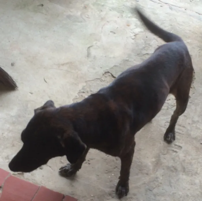 Cachorro raça Vira lata  idade 6 ou mais anos nome Tody