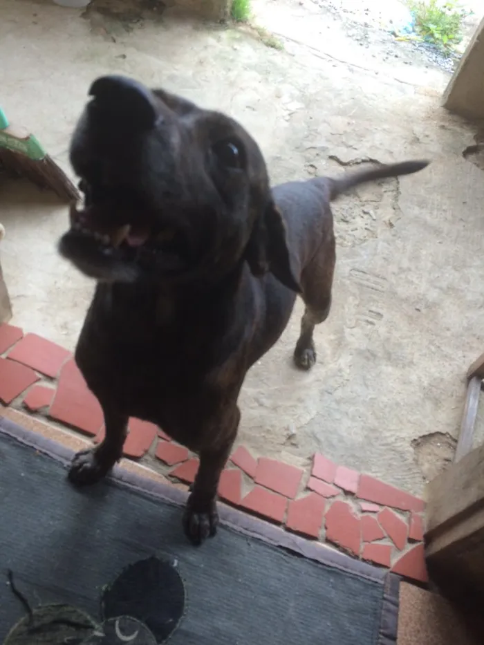 Cachorro raça Vira lata  idade 6 ou mais anos nome Tody