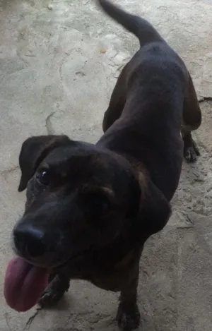 Cachorro raça Vira lata  idade 6 ou mais anos nome Tody