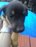 Nala