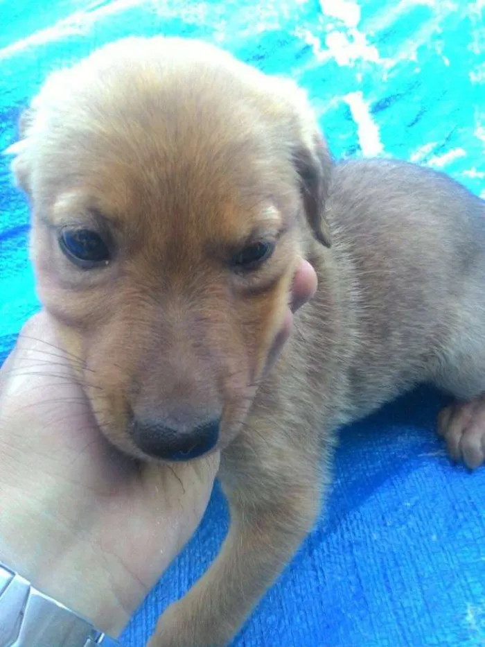 Cachorro ra a Sem Raça idade Abaixo de 2 meses nome Nala