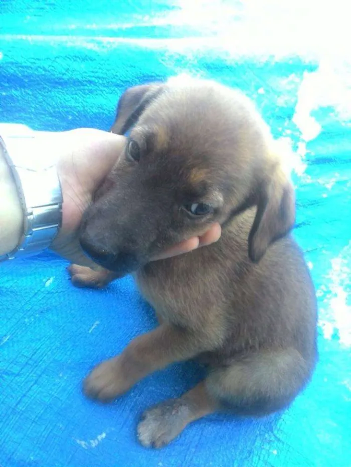 Cachorro ra a Sem Raça idade Abaixo de 2 meses nome Nala