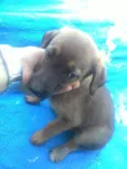 Nala