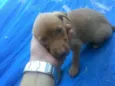 Nala