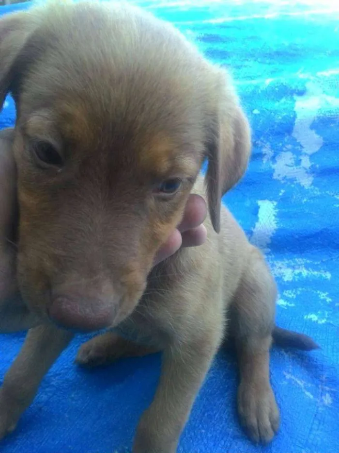 Cachorro ra a Sem Raça idade Abaixo de 2 meses nome Nala