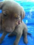 Nala
