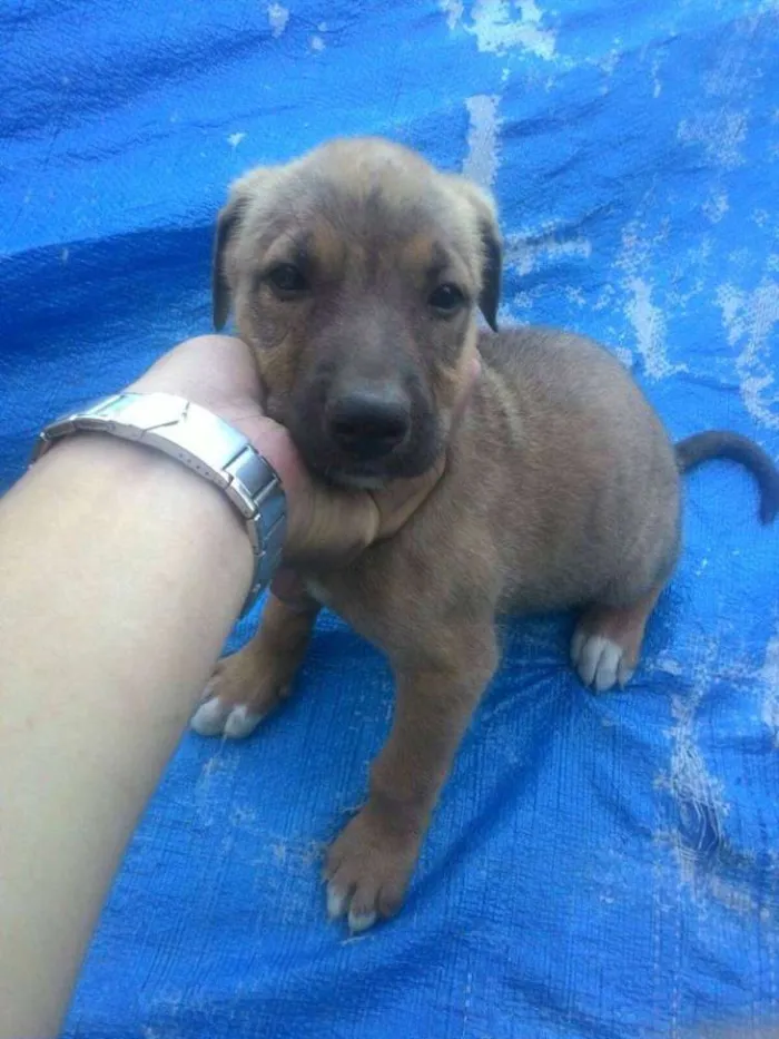 Cachorro ra a Sem Raça idade Abaixo de 2 meses nome Nala