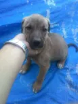 Nala
