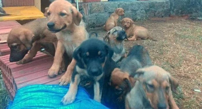 Cachorro ra a Sem Raça idade Abaixo de 2 meses nome Nala