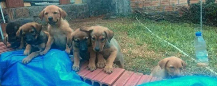 Cachorro ra a Sem Raça idade Abaixo de 2 meses nome Nala