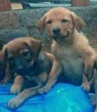 Cachorro ra a Sem Raça idade Abaixo de 2 meses nome Nala