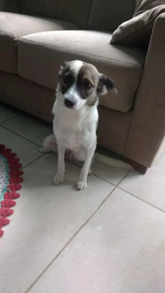 Cachorro ra a Vira lata idade 2 a 6 meses nome Luna