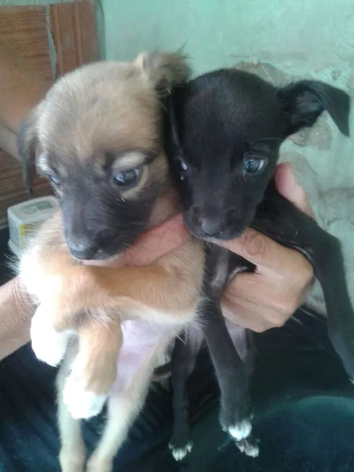 Cachorro ra a SRD idade Abaixo de 2 meses nome Não sei