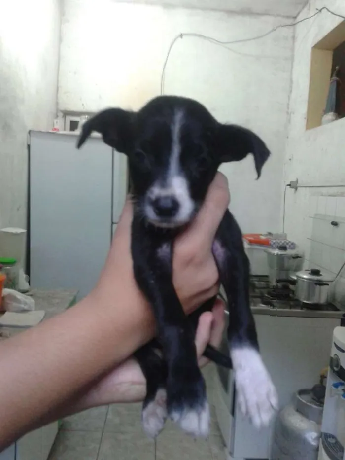 Cachorro ra a SRD idade Abaixo de 2 meses nome Não sei