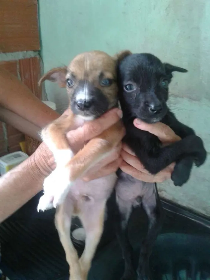 Cachorro ra a SRD idade Abaixo de 2 meses nome Não sei