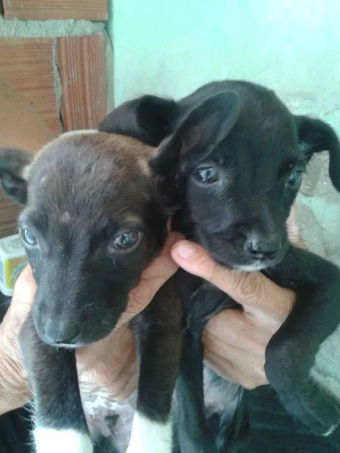 Cachorro ra a SRD idade Abaixo de 2 meses nome Não sei