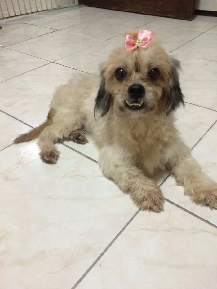Cachorro ra a RND idade 4 anos nome cake