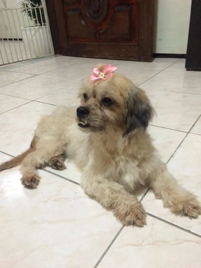 Cachorro ra a RND idade 4 anos nome cake