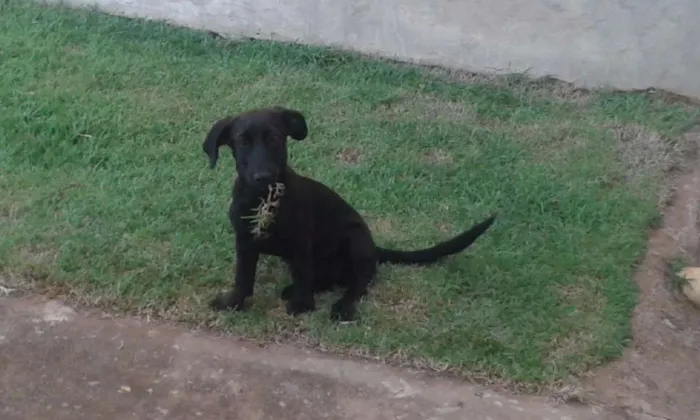 Cachorro raça Vira Lata idade 2 a 6 meses nome Ruiva