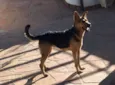 Bela