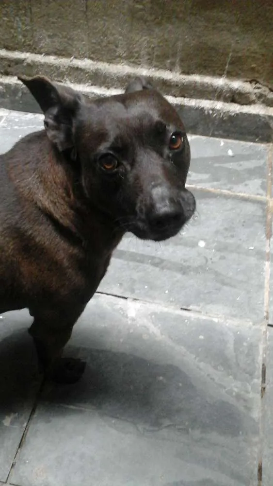 Cachorro ra a mestiço meio vira lata e pitbull  idade 1 ano nome negão