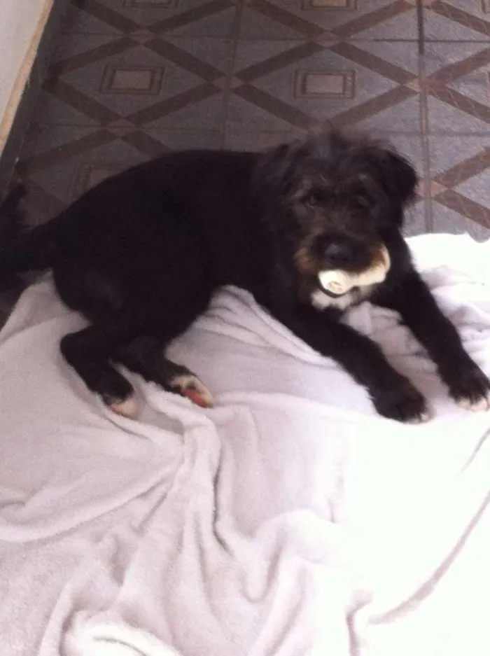Cachorro raça SRD idade 7 a 11 meses nome Bidu