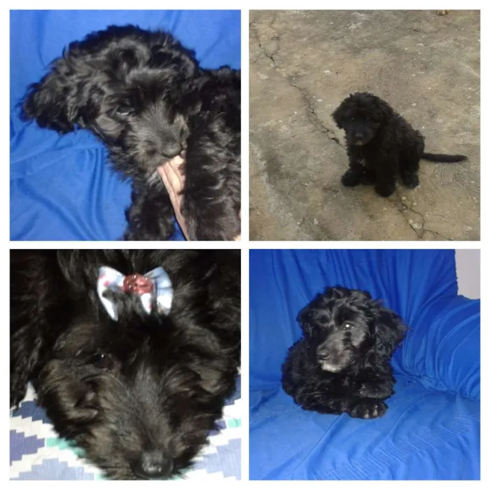 Cachorro raça vira lata idade 2 a 6 meses nome Paçoquinha