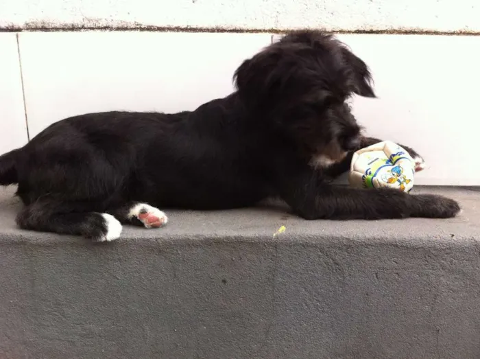 Cachorro raça SRD idade 7 a 11 meses nome Bidu