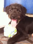 Bidu