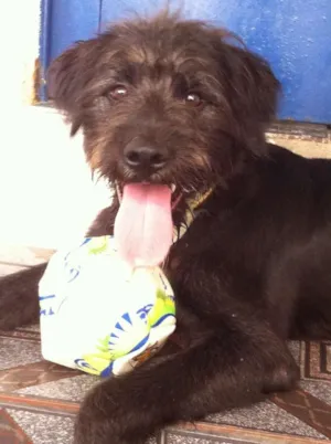 Cachorro raça SRD idade 7 a 11 meses nome Bidu