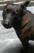 negão
