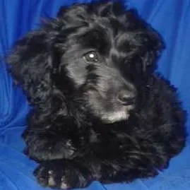 Cachorro raça vira lata idade 2 a 6 meses nome Paçoquinha