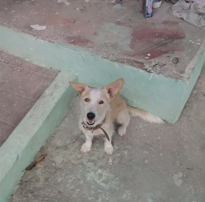 Cachorro ra a  idade 6 ou mais anos nome whait
